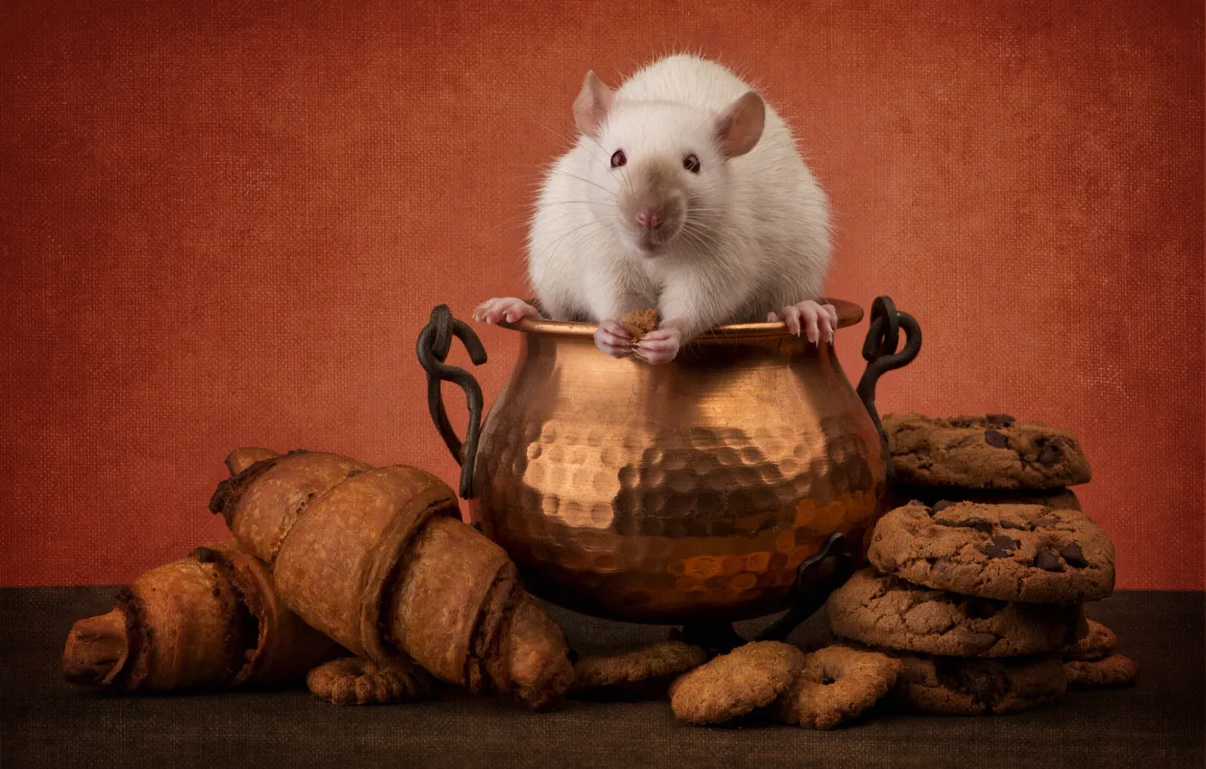 Photo wallpaper pose, mouse, mouse, muzzle, still life, rat