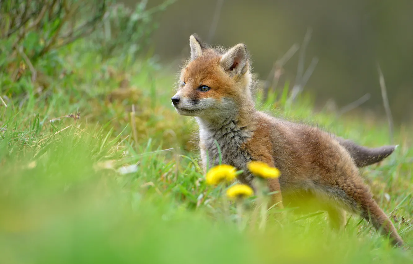 Photo wallpaper grass, look, nature, pose, spring, baby, hill, Fox