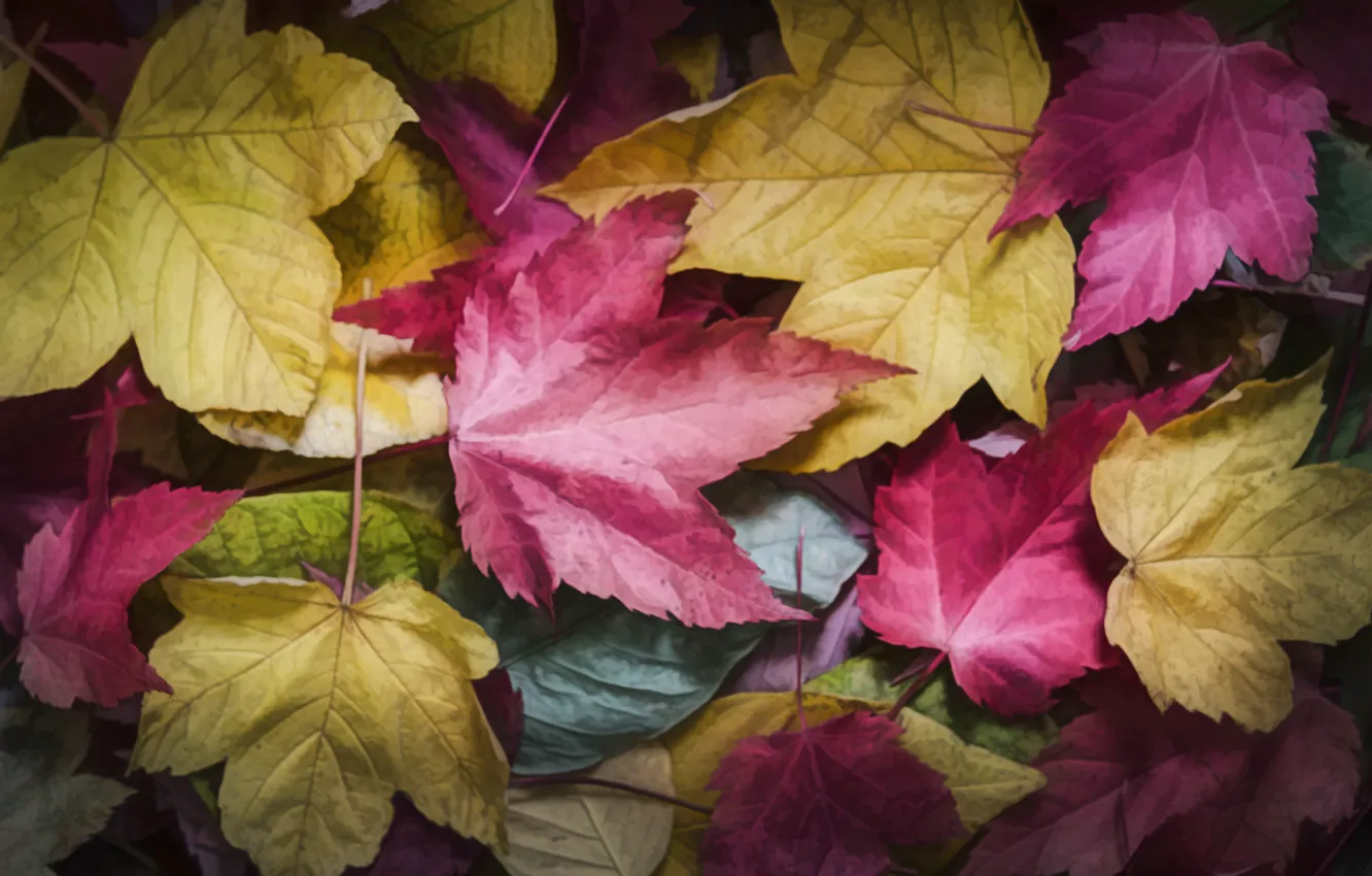 Photo wallpaper autumn, leaves, maple, colorful