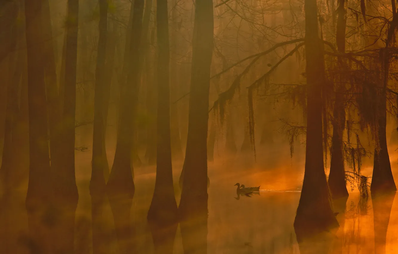 Photo wallpaper trees, fog, duck, USA, Louisiana, the Calcasieu river