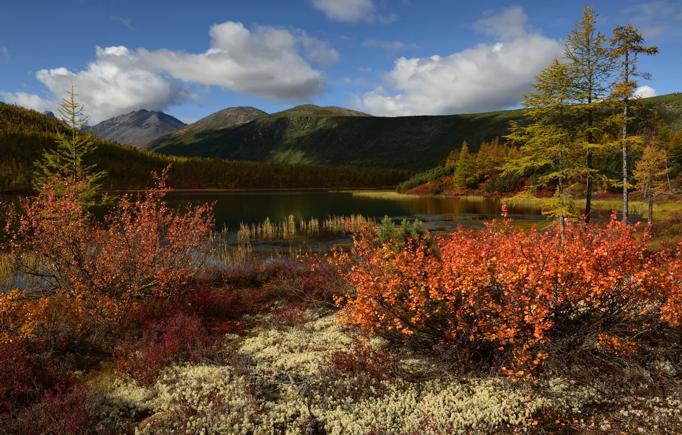 Photo wallpaper forest, the sky, clouds, landscape, nature, vegetation, Kolyma, Maxim Evdokimov