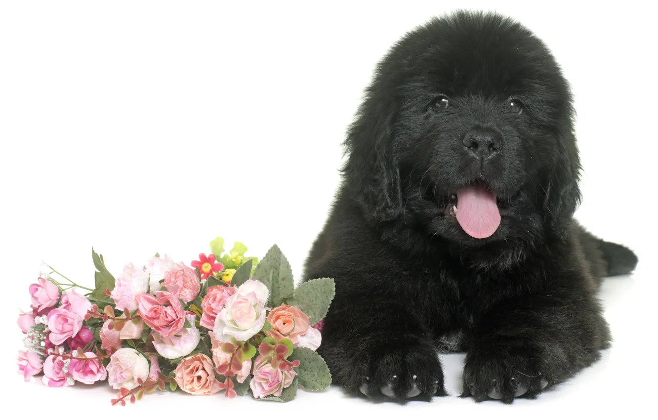 Photo wallpaper flowers, black, fluffy, puppy, lies, Newfoundland