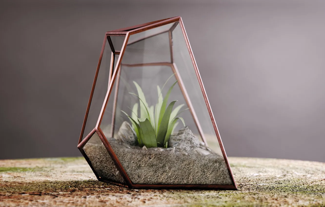 Photo wallpaper sand, plant, Terrarium, Nature inside glass, Alexandre Lambertini