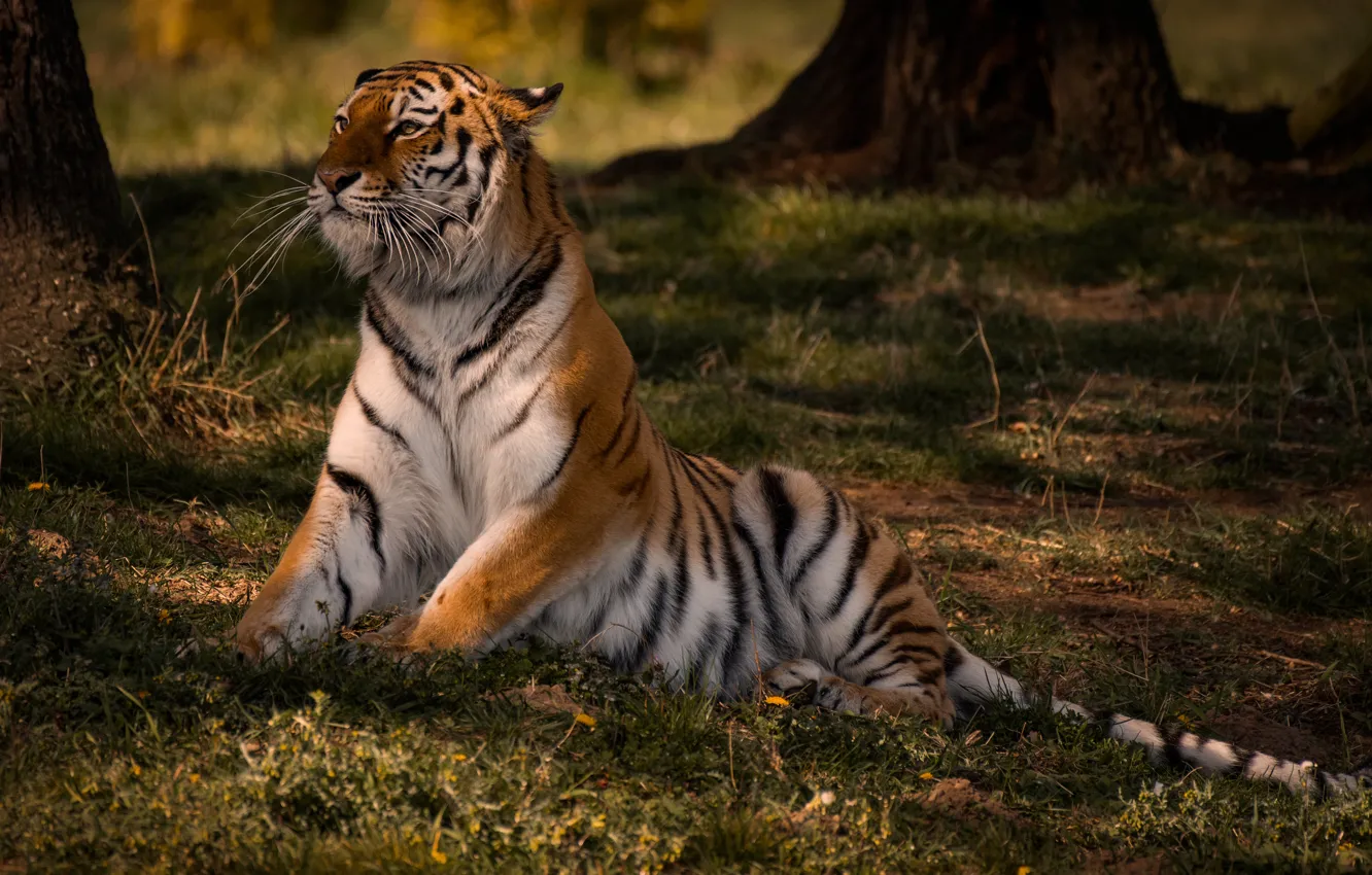 Photo wallpaper tiger, pose, wild cat