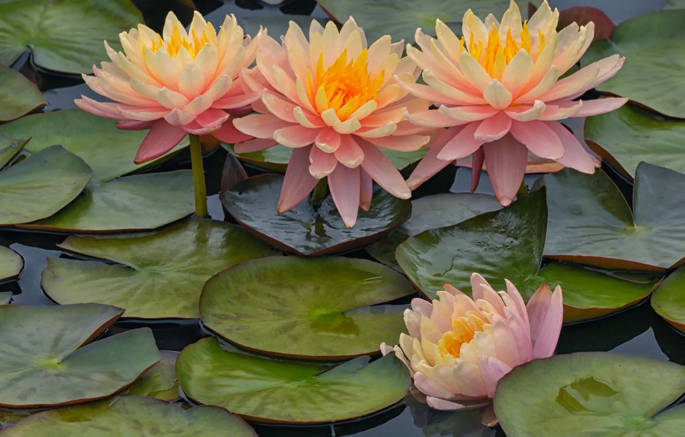 Photo wallpaper leaves, flowers, Lily, pink, water lilies, pond, Nymphaeum