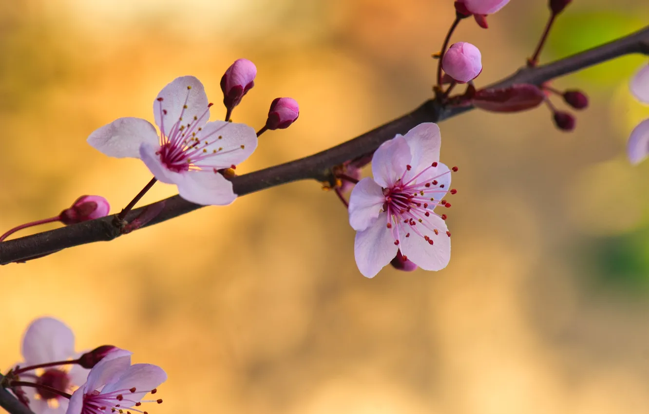 Photo wallpaper flowers, background, branch, spring, buds