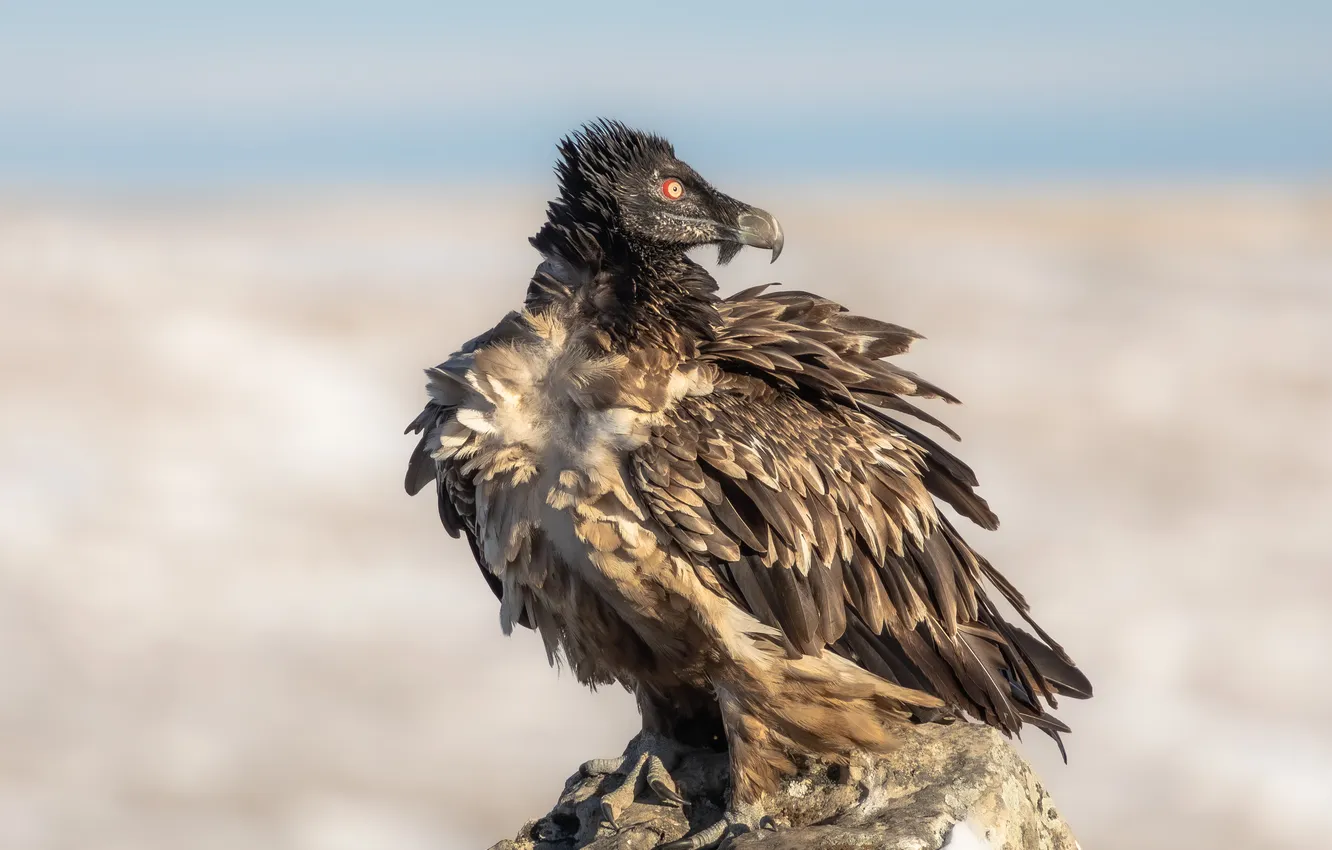 Photo wallpaper birds, vultures, scavengers