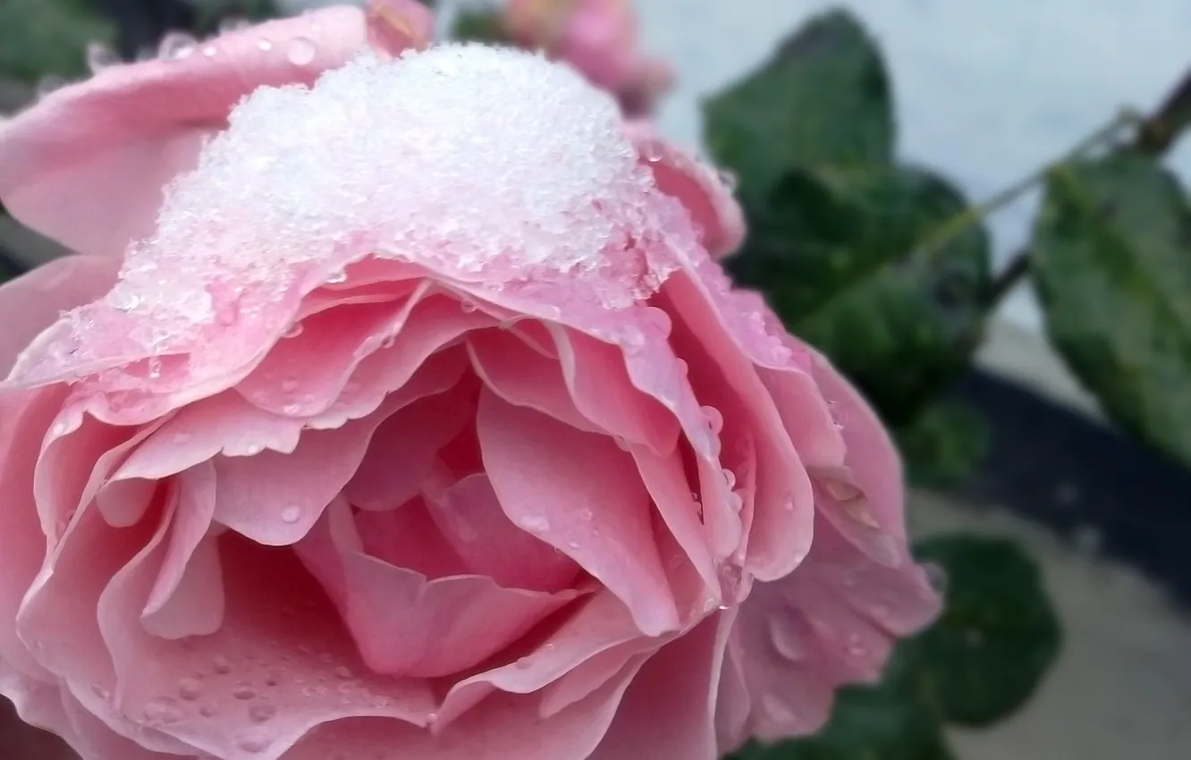 Photo wallpaper winter, snow, flowers, nature, roses