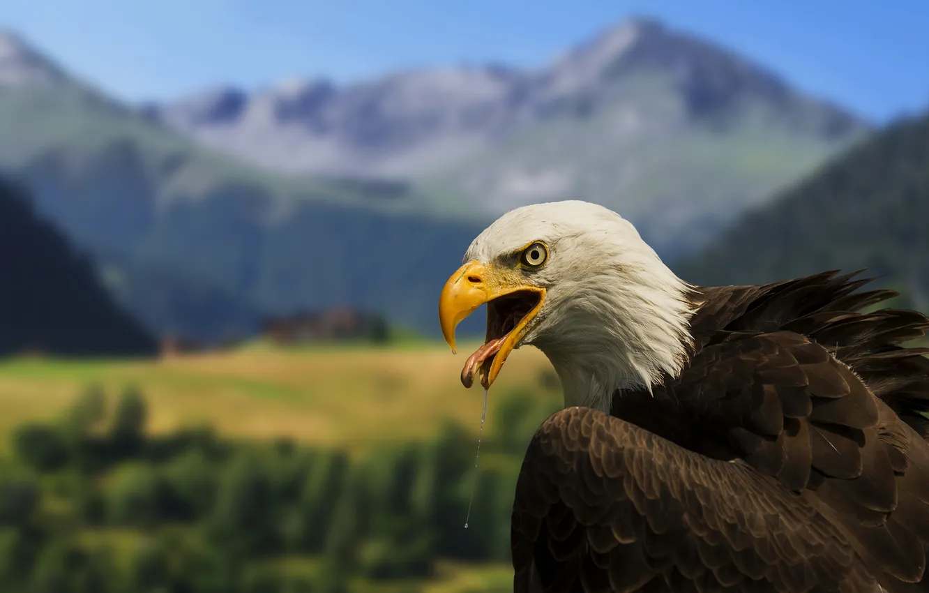 Photo wallpaper bird, predator, Bald eagle