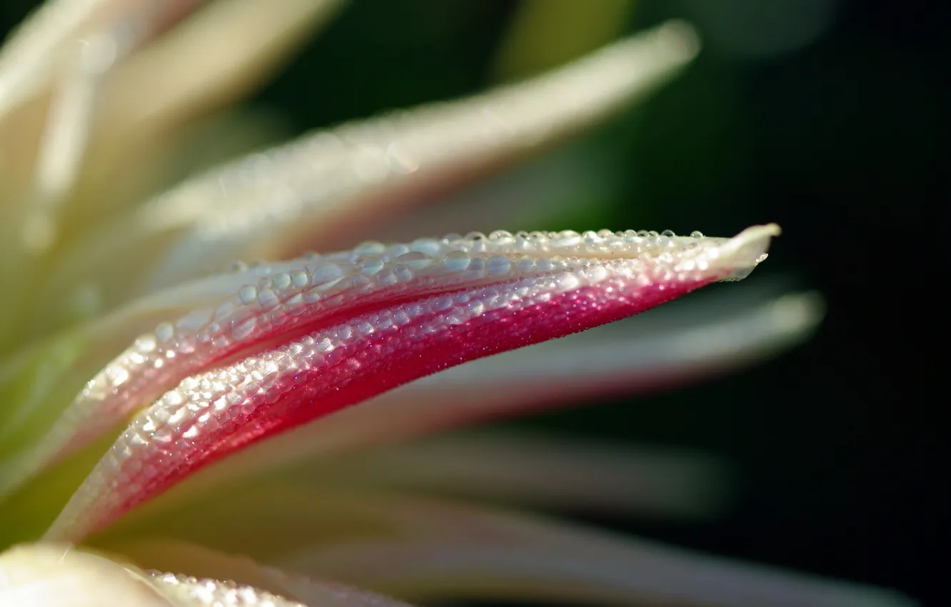 Photo wallpaper drops, flowers, nature