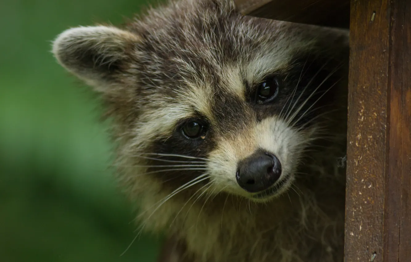 Photo wallpaper look, face, raccoon, ears