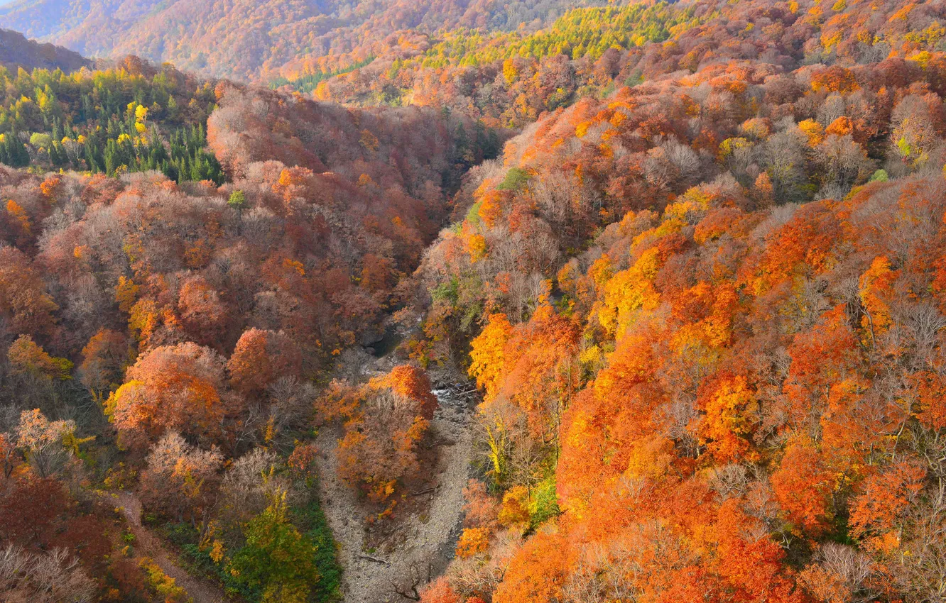 Photo wallpaper autumn, forest, trees, mountains, direction