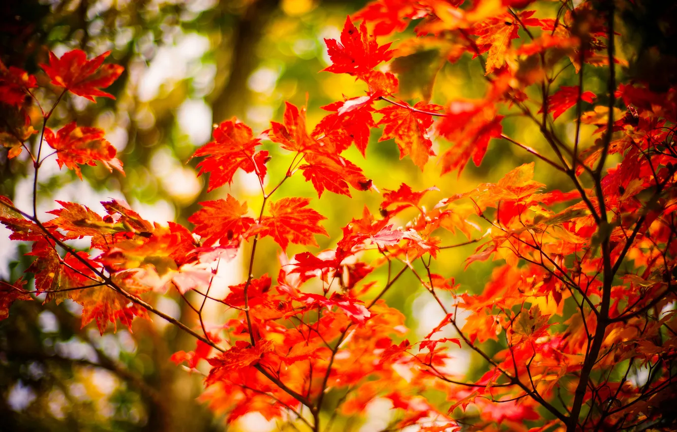 Photo wallpaper autumn, forest, leaves, branches, Park, maple
