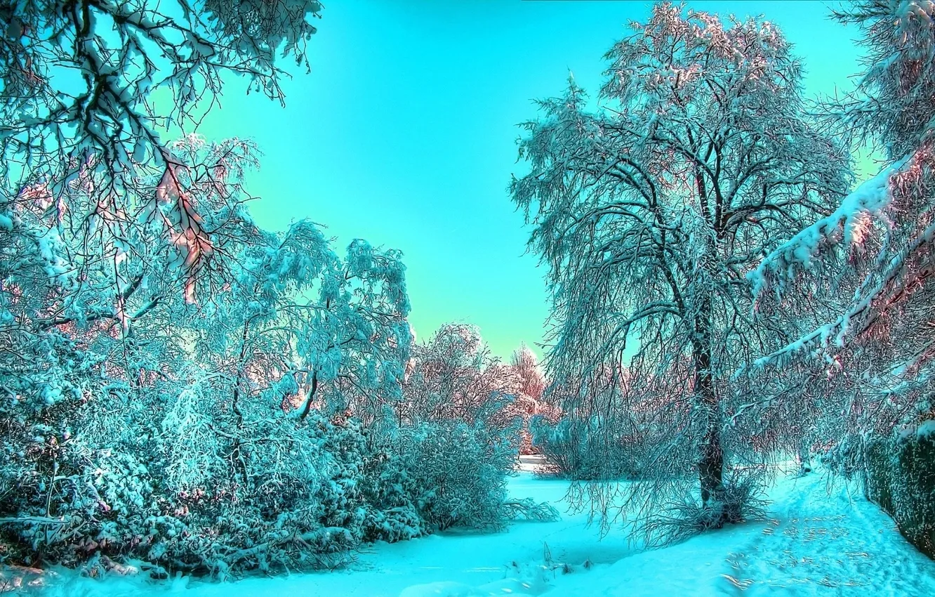 Photo wallpaper winter, frost, light, snow, trees, blue