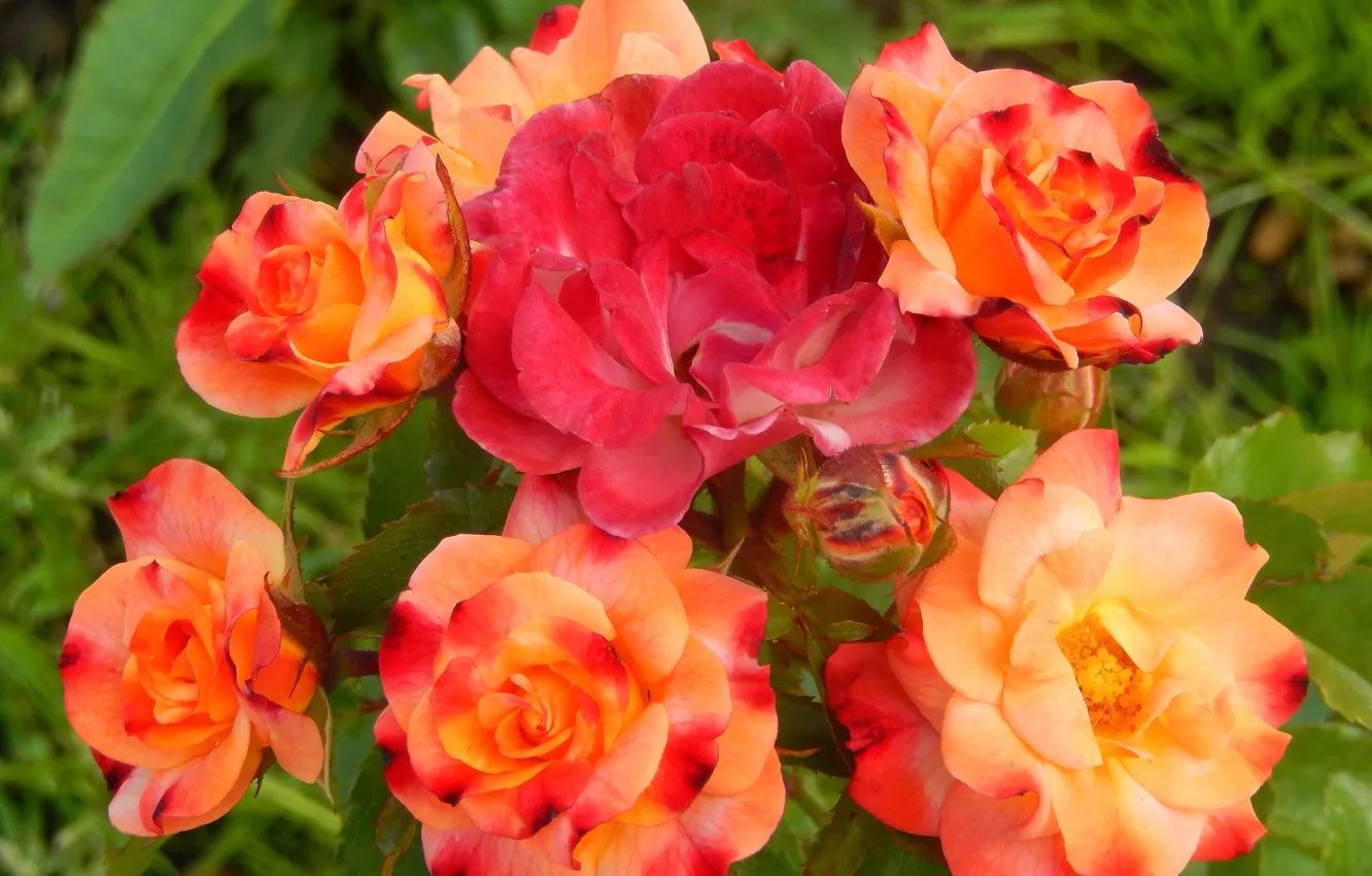 Photo wallpaper flowers, widescreen, Wallpaper, wallpaper, the bushes, widescreen, background, the Wallpapers