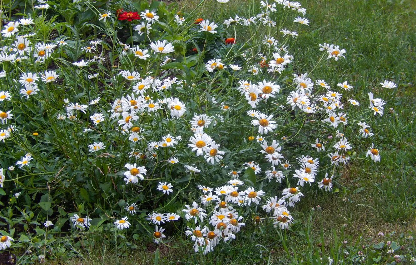 Photo wallpaper flowers, widescreen, Wallpaper, chamomile, wallpaper, widescreen, background, the Wallpapers