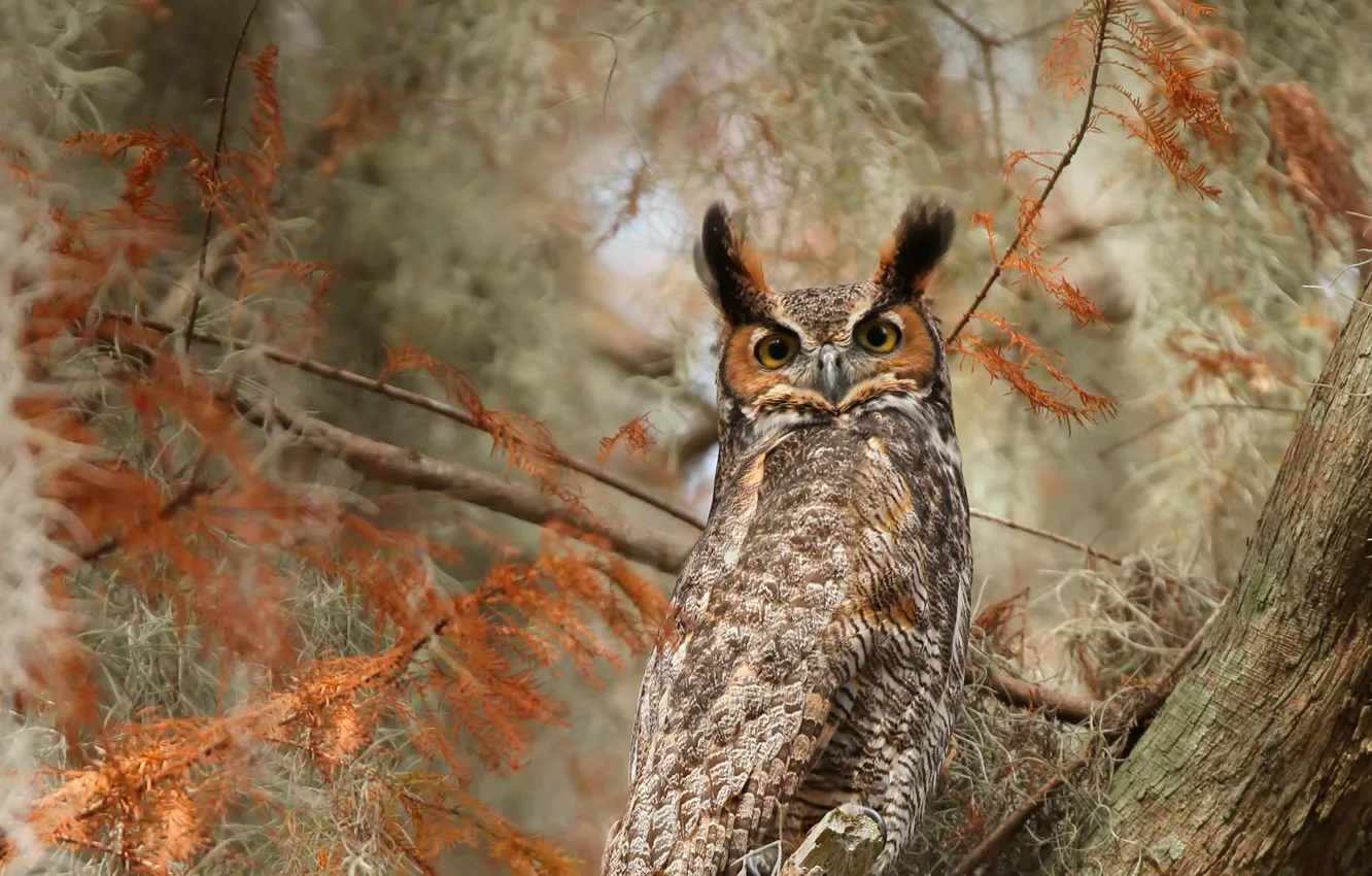 Photo wallpaper bird, FL, USA, Virgin Filin