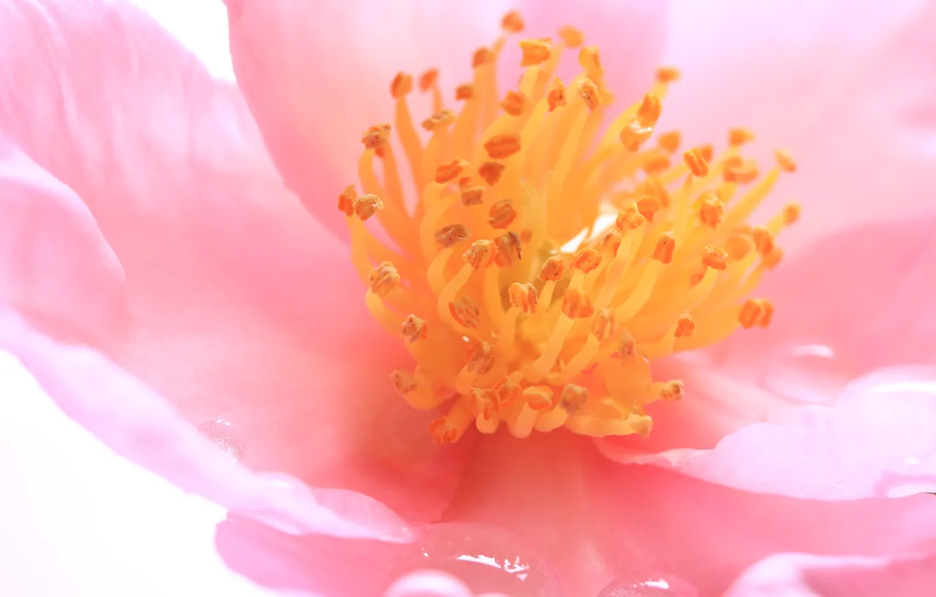 Photo wallpaper flowers, petals, stamens, Camellia