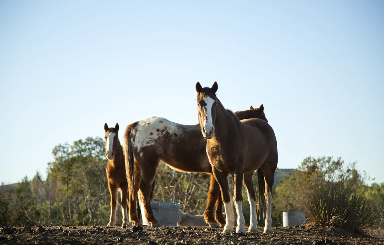 Photo wallpaper the sky, look, stones, horse, horse, bucket, trio, the bushes