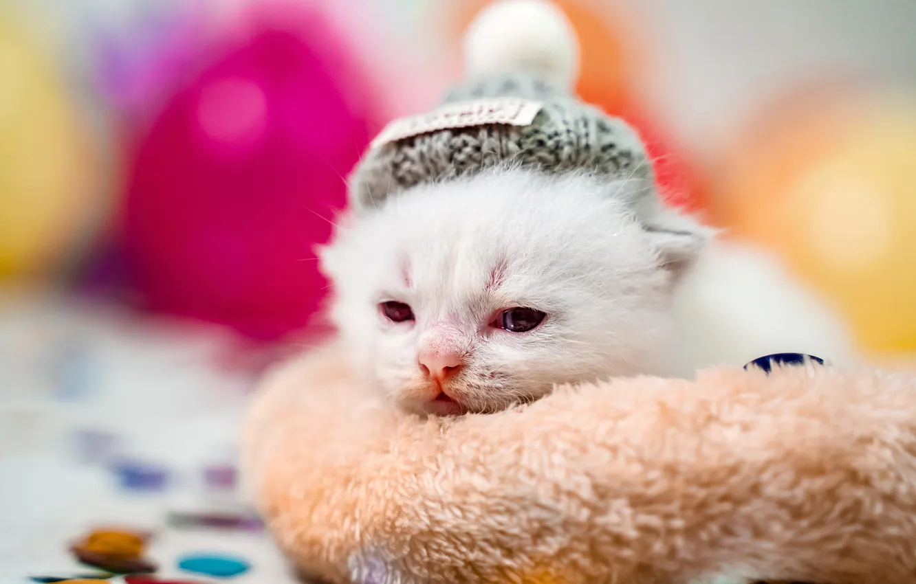 Photo wallpaper cat, white, look, balls, pose, blur, baby, lies