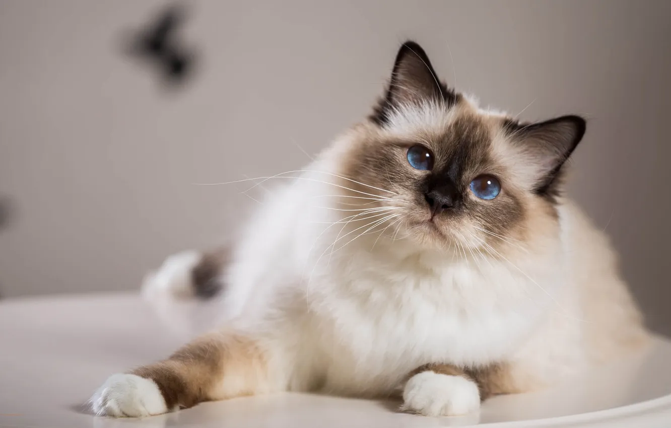 Photo wallpaper cat, cat, look, pose, legs, lies, blue eyes, grey background