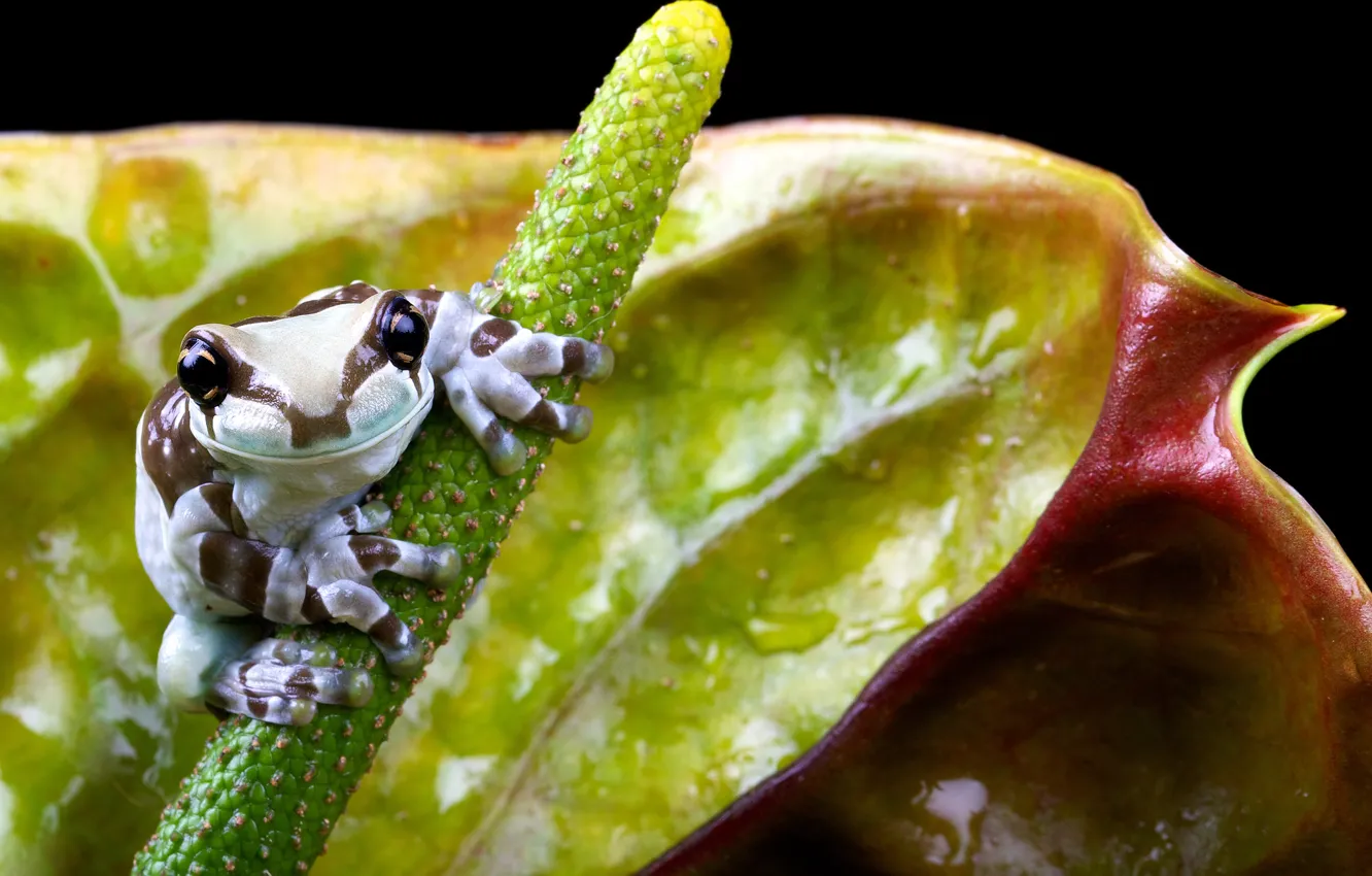 Photo wallpaper flowers, nature, frog, small