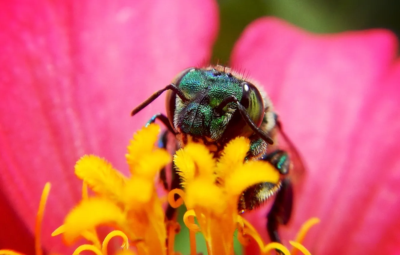 Photo wallpaper macro, flowers, bee, OSA, insect
