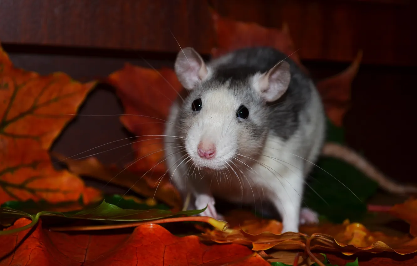 Photo wallpaper autumn, rat, mouse, fauna