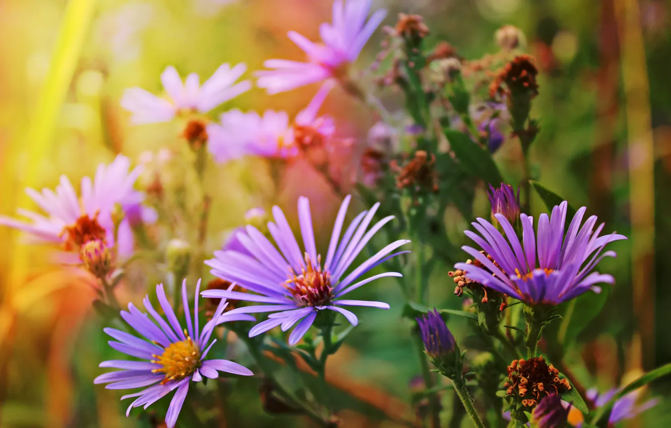 Photo wallpaper autumn, flowers, nature, asters