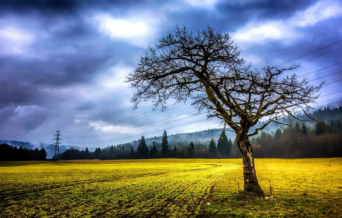 Photo wallpaper field, summer, trees