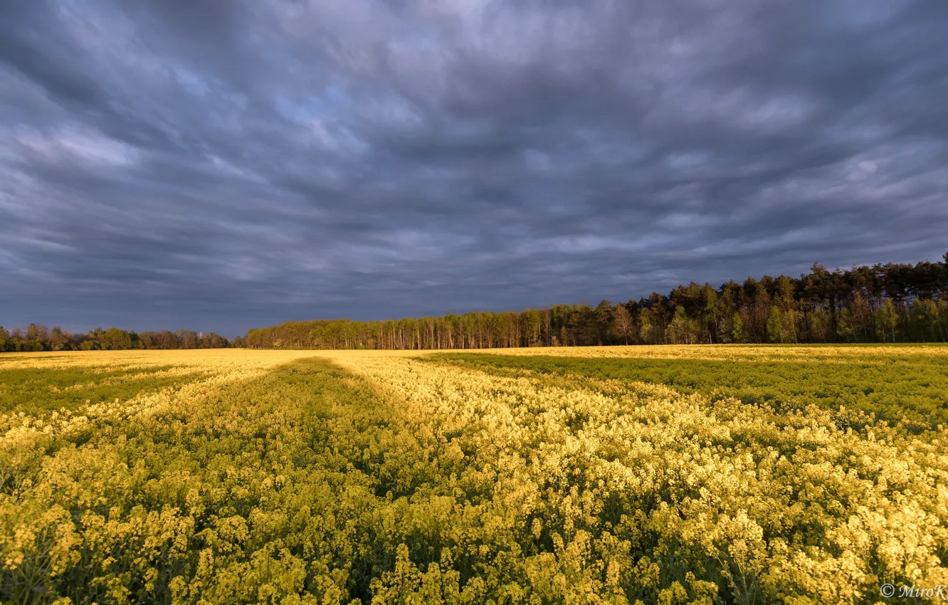 Photo wallpaper field, the sky, rape