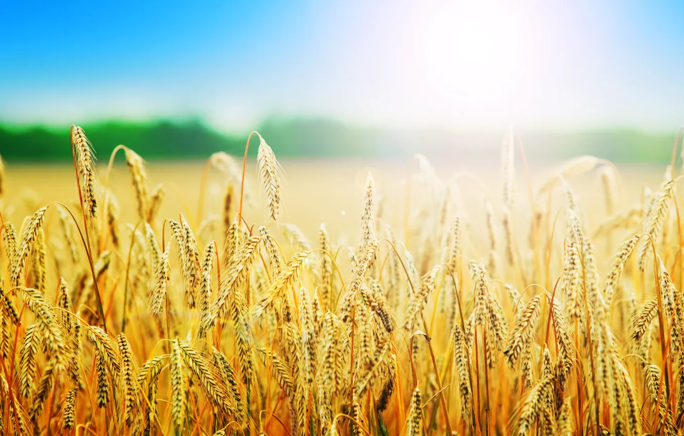 Photo wallpaper wheat, field, summer, nature
