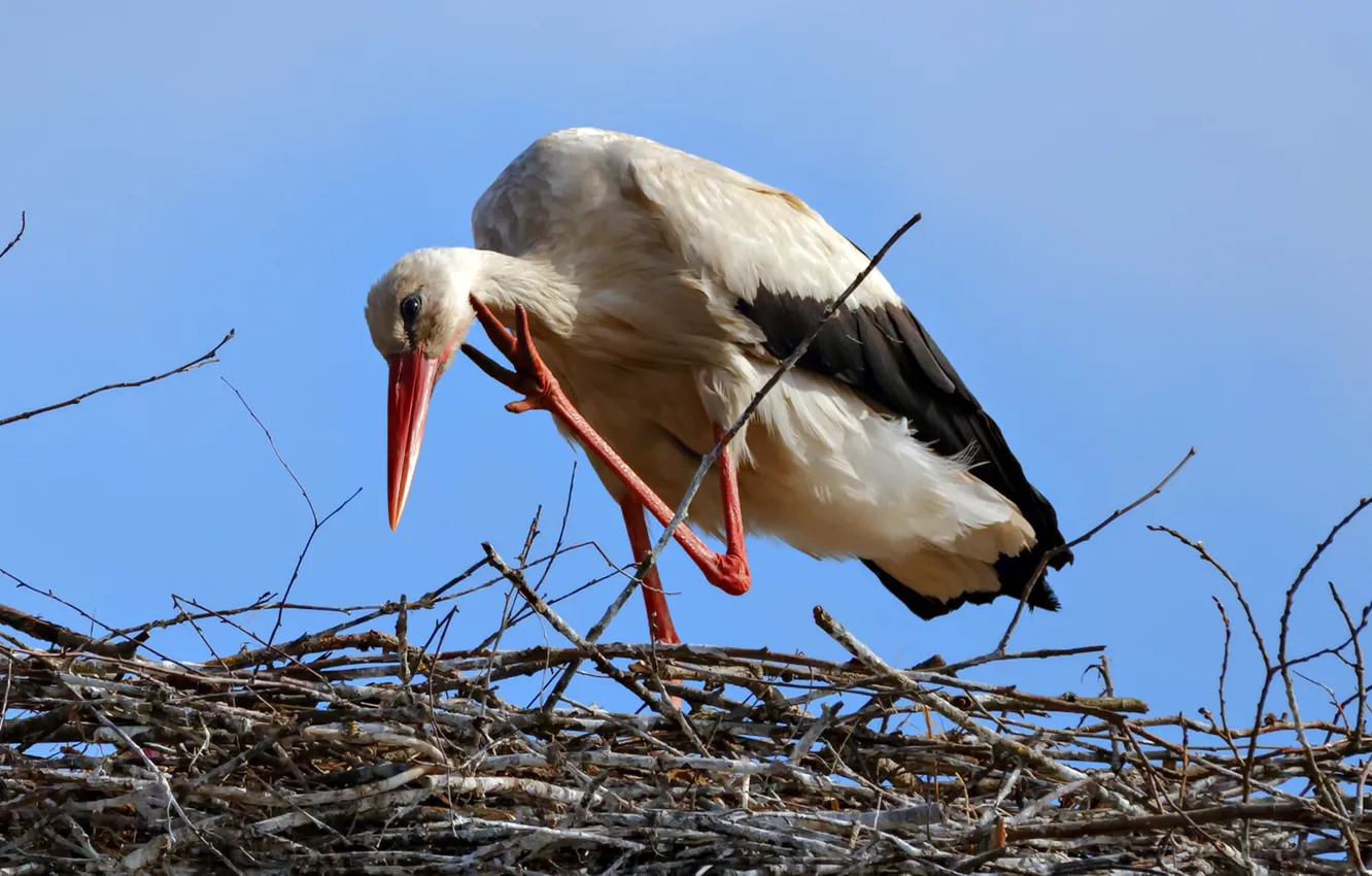 Photo wallpaper bird, socket, stork