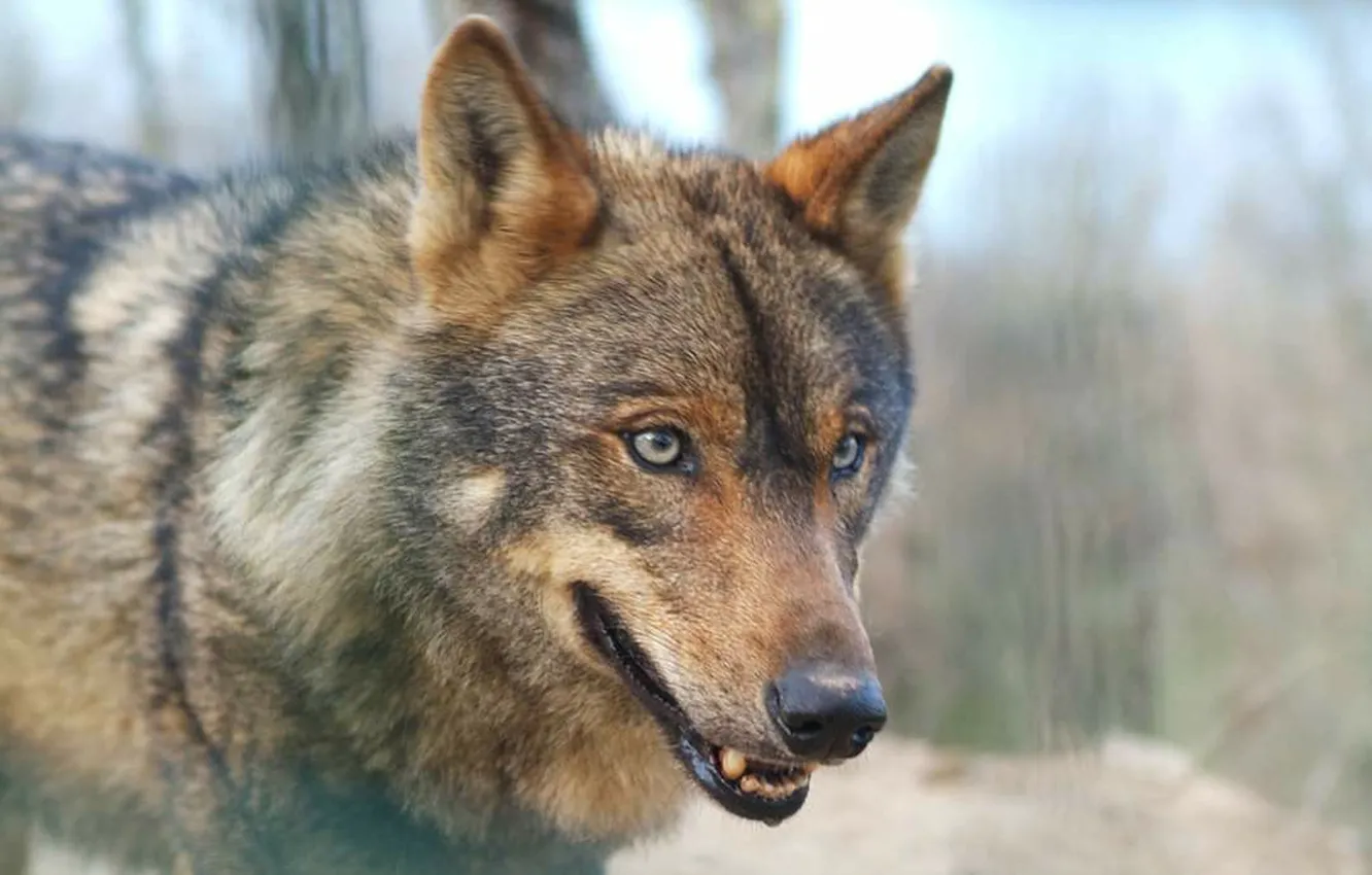 Photo wallpaper Predator, nature, animal, wolf, wildlife, portrait, portrait., red wolf