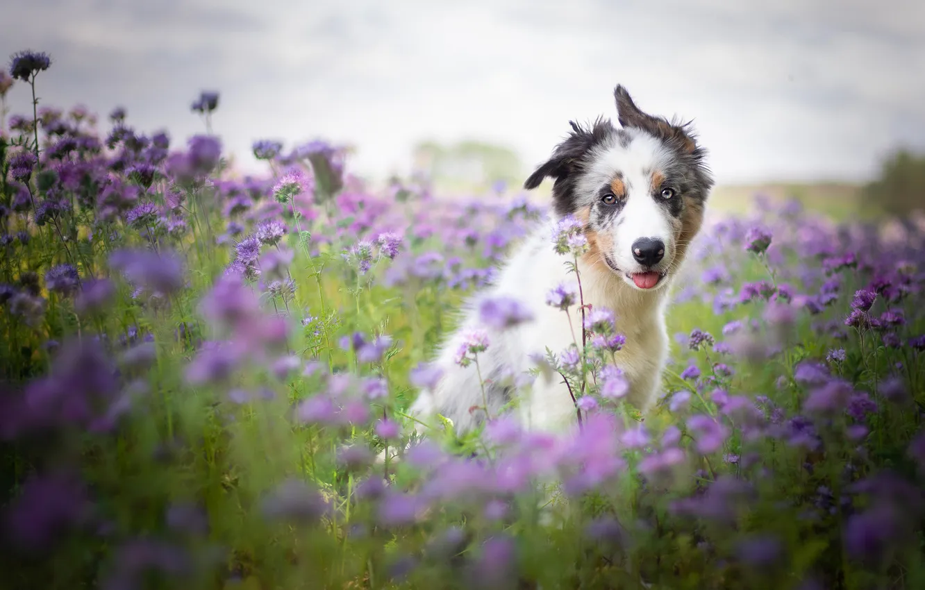 Photo wallpaper look, nature, pose, dog, face