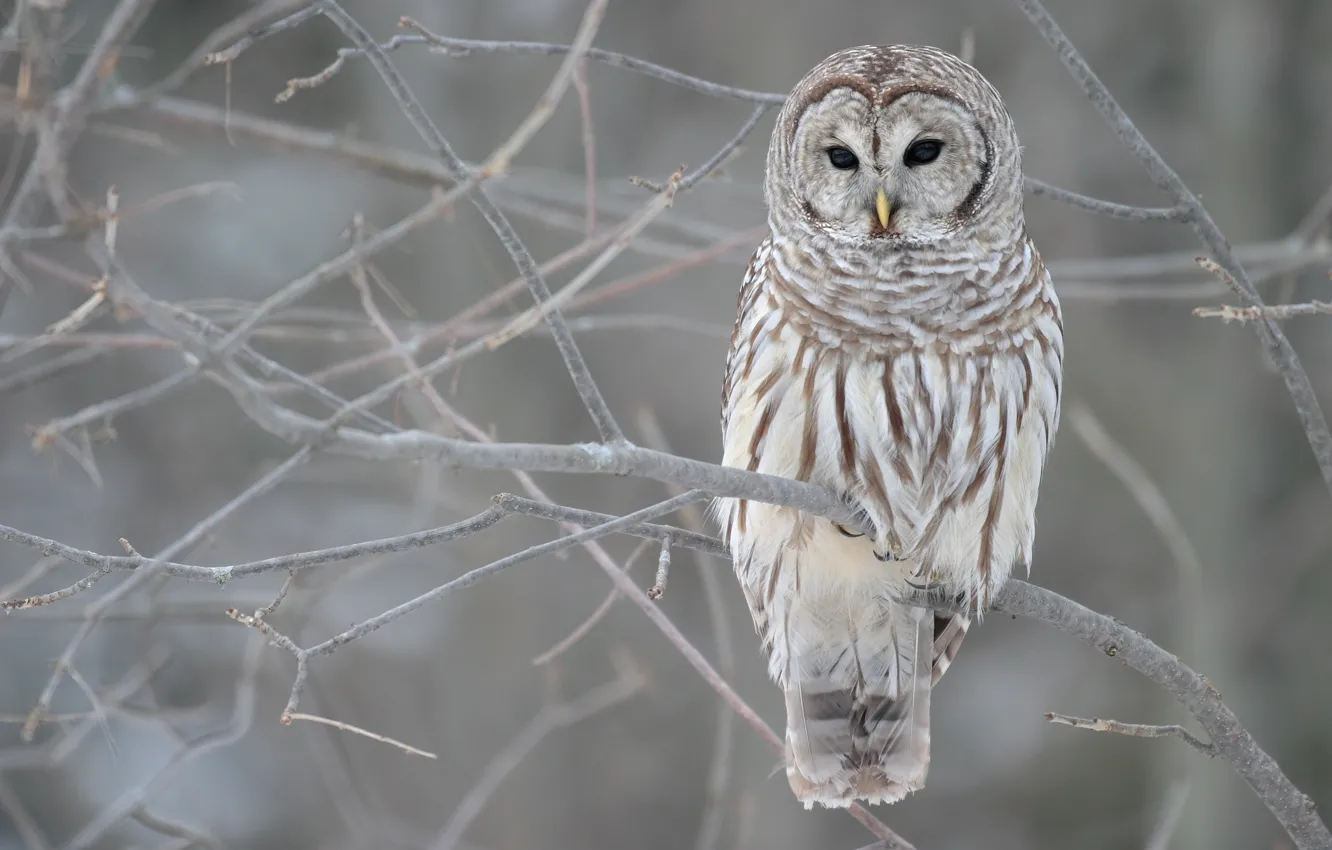 Photo wallpaper winter, autumn, trees, grey, owl, branch