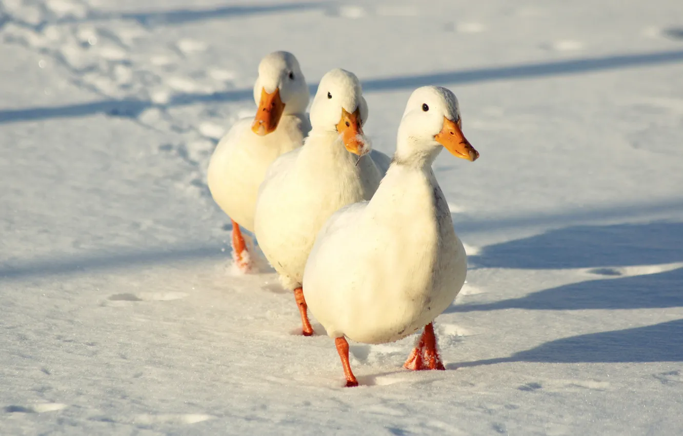 Photo wallpaper winter, light, snow, traces, nature, bird, duck, shadow