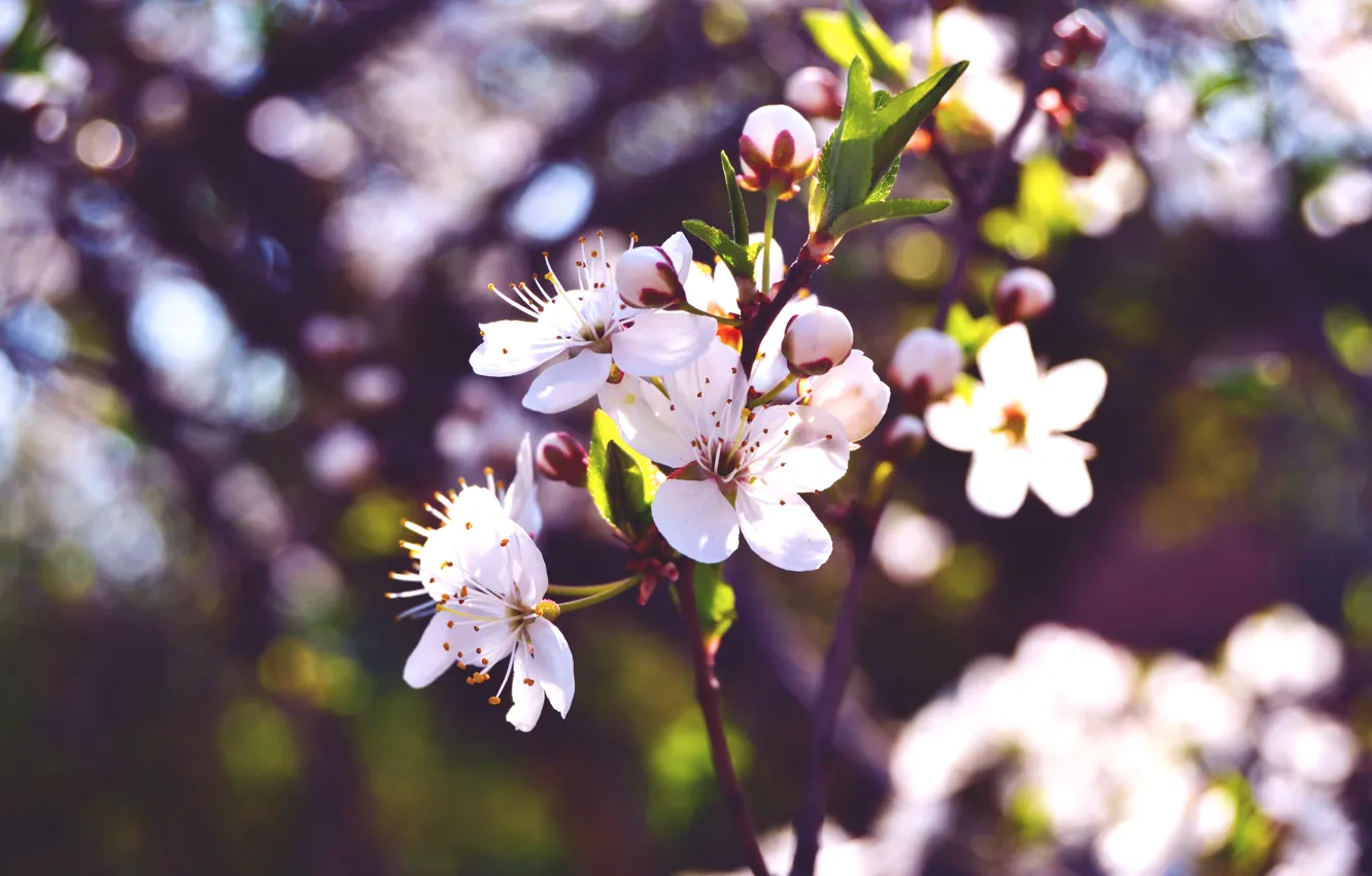 Photo wallpaper macro, flowers, nature, branch, spring, petals, buds, flowering