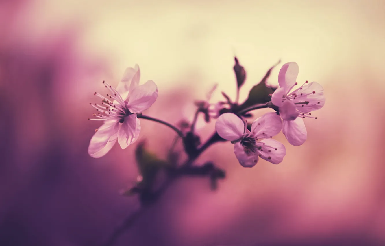 Photo wallpaper flowers, cherry, background, branch, petals, stamens, pink