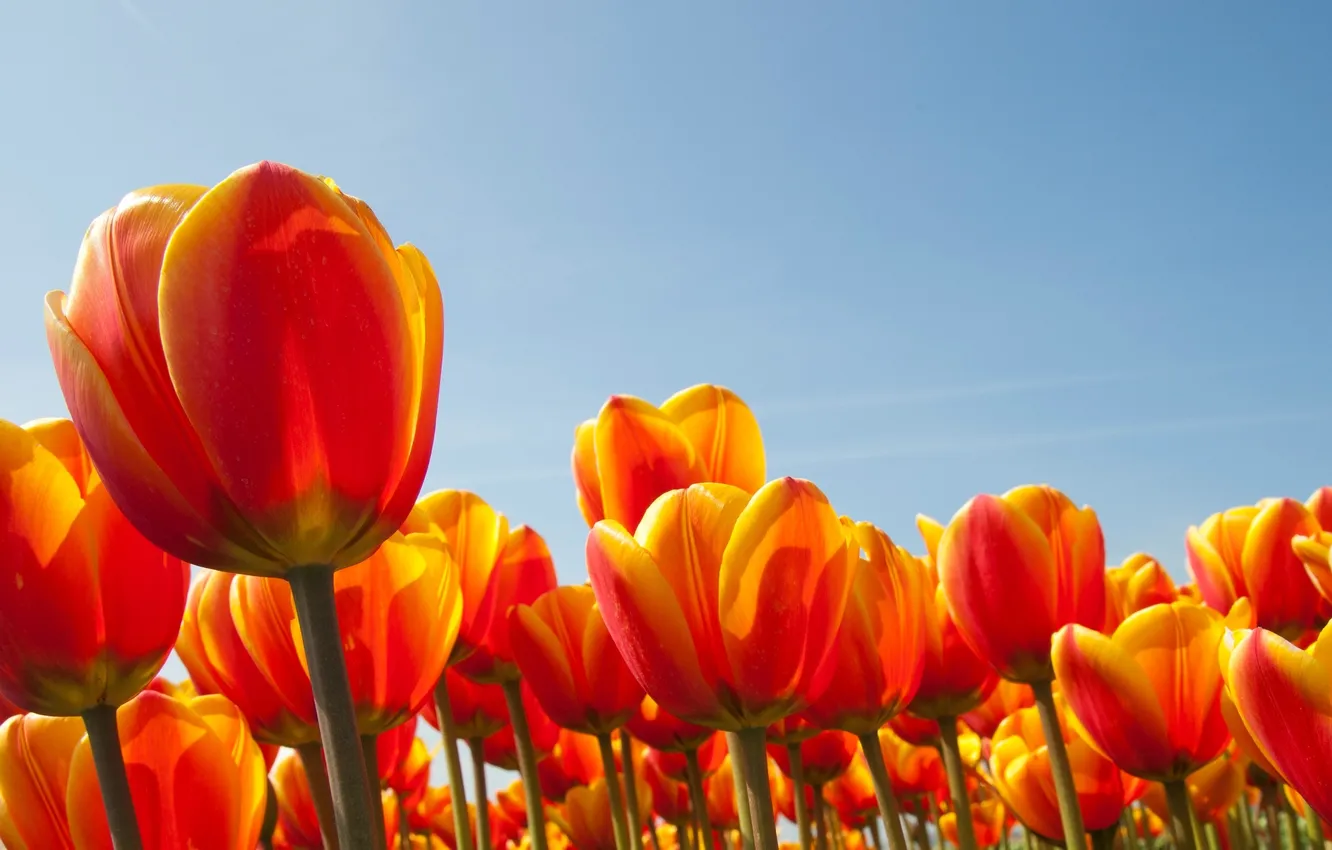 Photo wallpaper flowers, spring, tulips