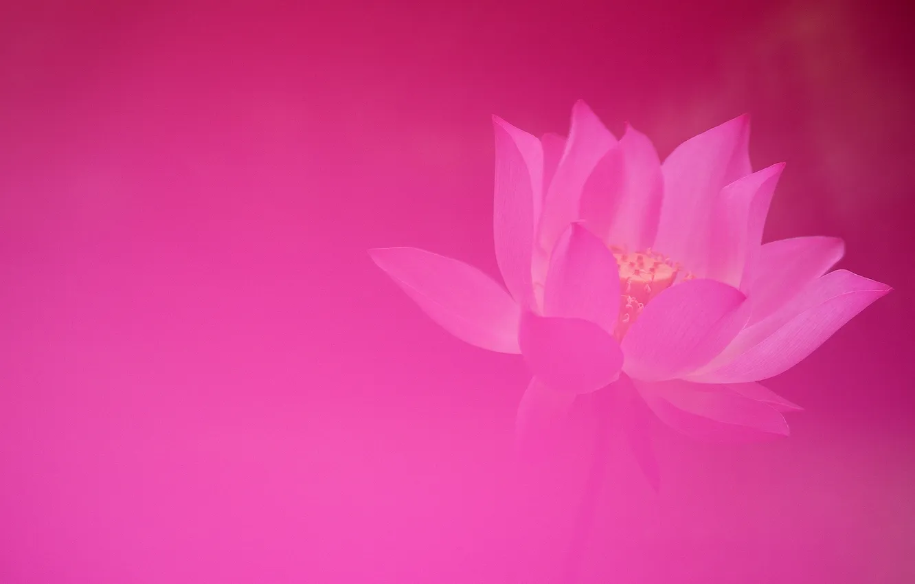 Photo wallpaper macro, background, petals, Lotus