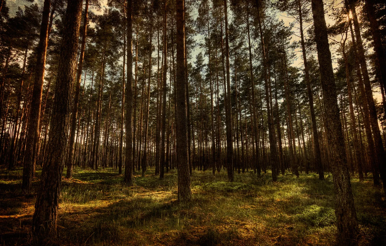 Photo wallpaper forest, trees, nature, HDR