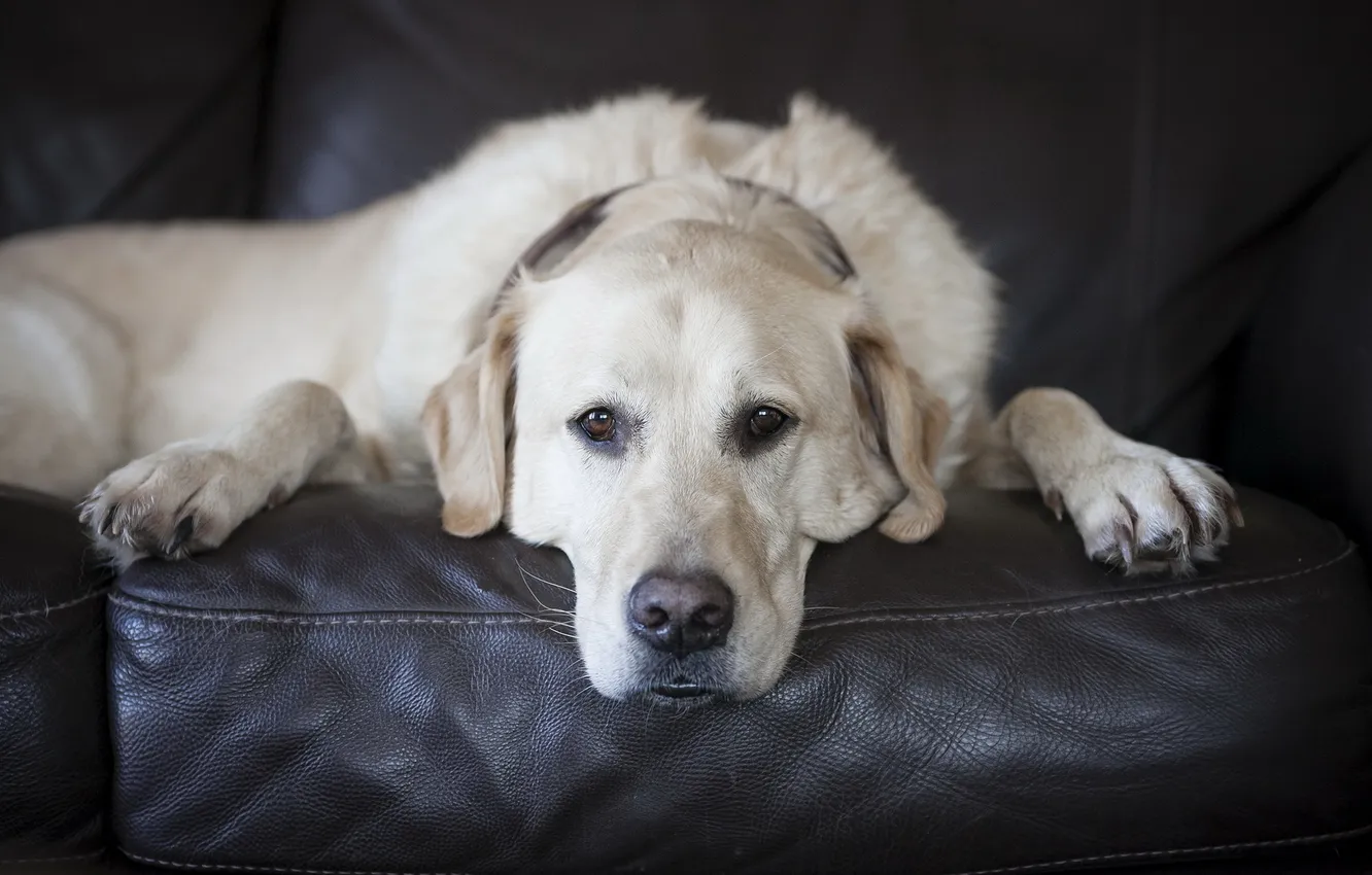 Photo wallpaper look, each, dog