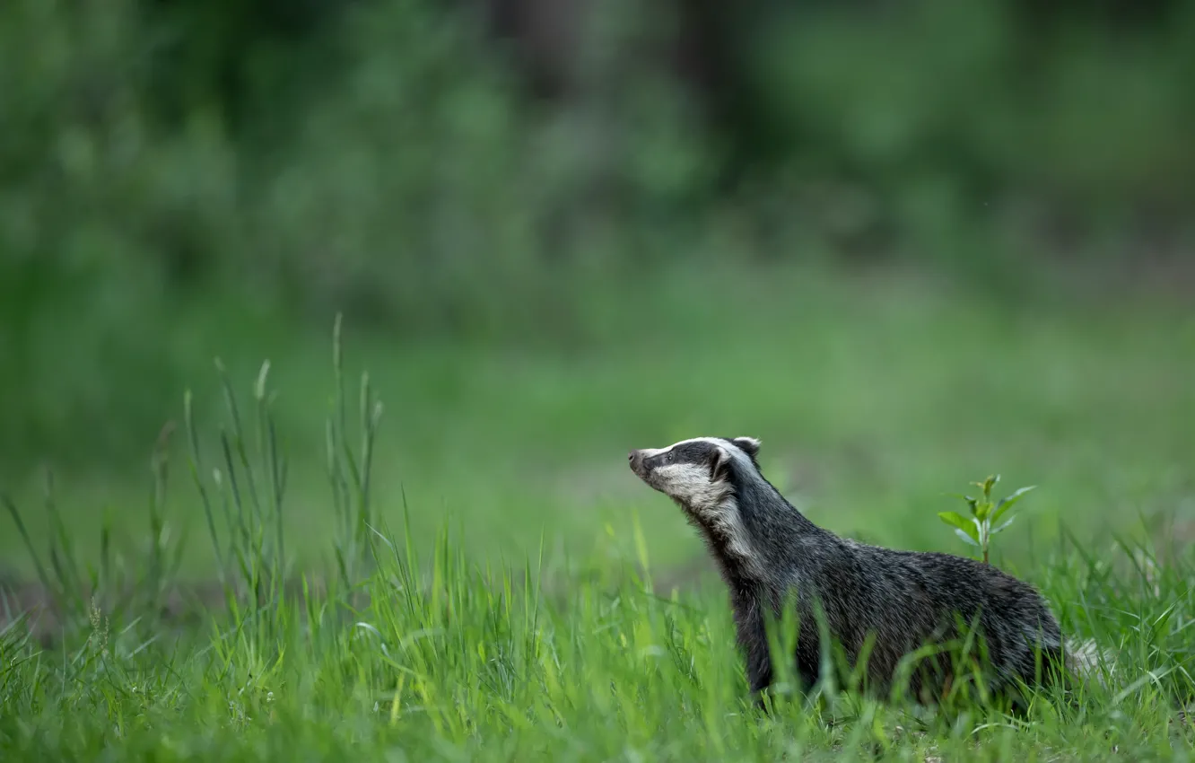 Photo wallpaper grass, nature, glade, profile, badger