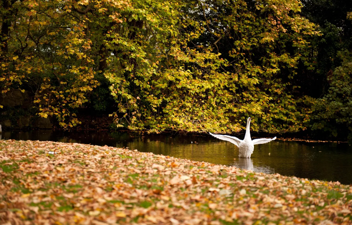 Photo wallpaper FOREST, WHITE, WINGS, LEAVES, TREES, POND, LAKE, SWAN