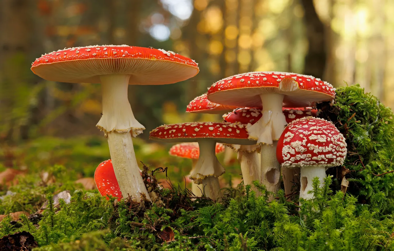 Photo wallpaper mushrooms, moss, mushroom