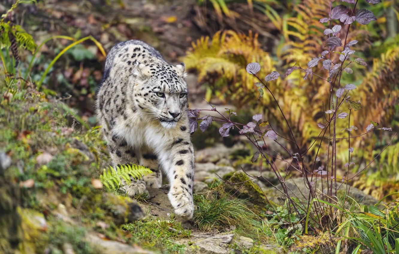 Photo wallpaper nature, IRBIS, snow leopard, walk