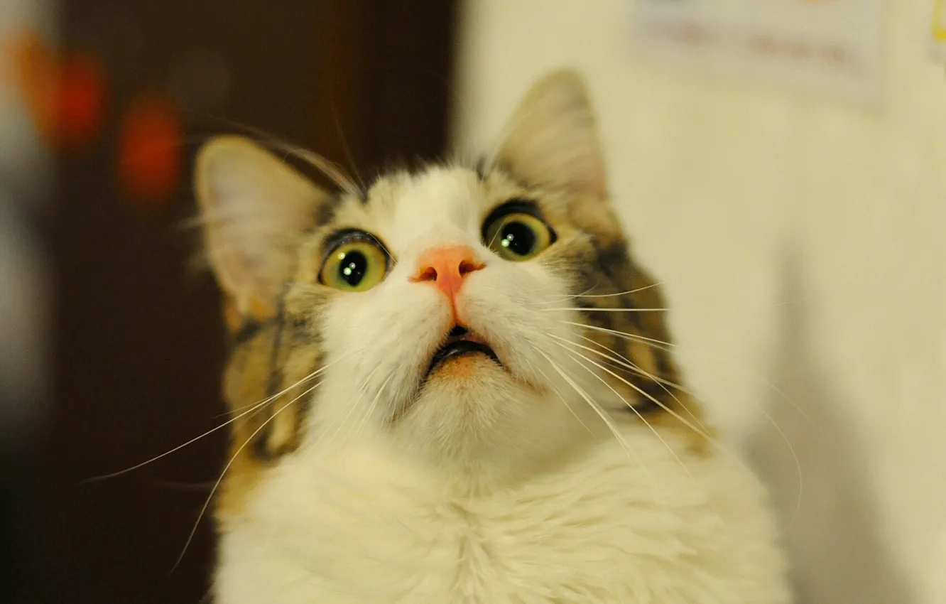 Photo wallpaper cat, look, surprise