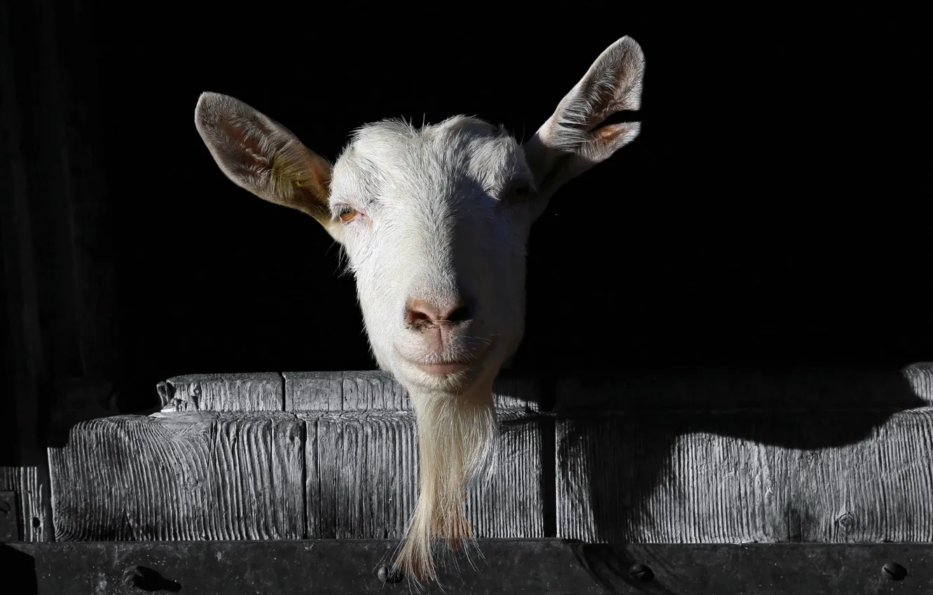Photo wallpaper nature, background, goat