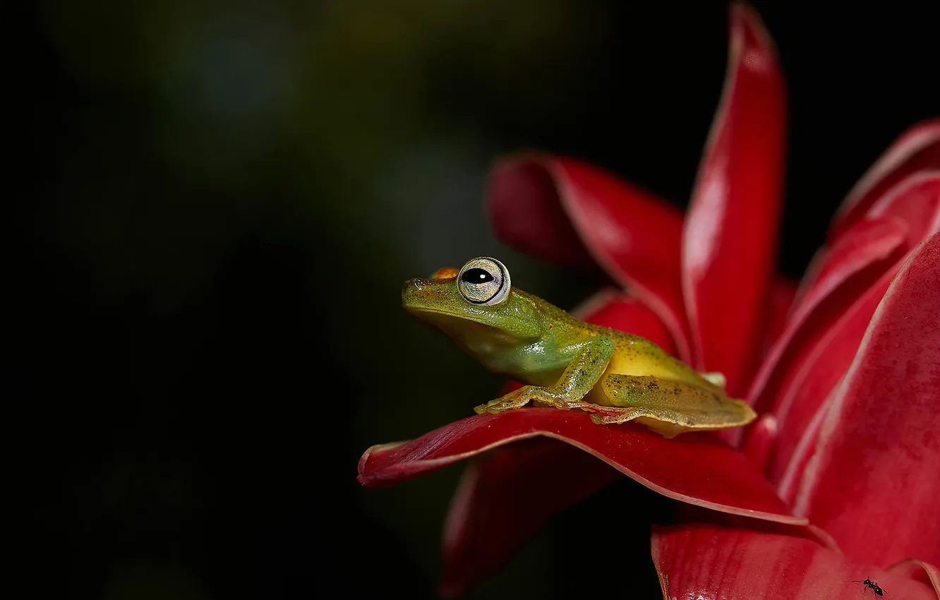 Photo wallpaper flowers, the dark background, frog, petals, ants